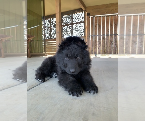 Medium Photo #169  Breeder Profile in PINON HILLS, CA, USA