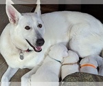 Small breeder photo