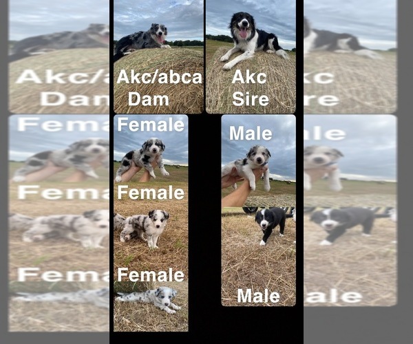 Medium Photo #1  Breeder Profile in WILDWOOD, FL, USA