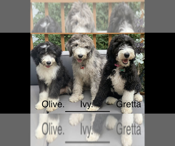 Medium Photo #11  Breeder Profile in BUFFALO, MN, USA