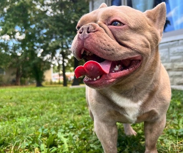 Medium Photo #1  Breeder Profile in POMONA, CA, USA
