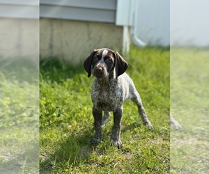 German Shorthaired Pointer Dog Breeder near WILLISTON, VT, USA