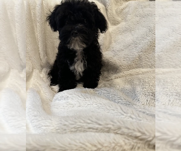 Medium Photo #10  Breeder Profile in VANCOUVER, WA, USA