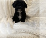 Small #9 Breeder Profile image