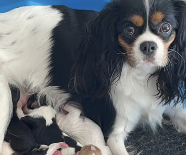 Medium Photo #1  Breeder Profile in HEATH, OH, USA