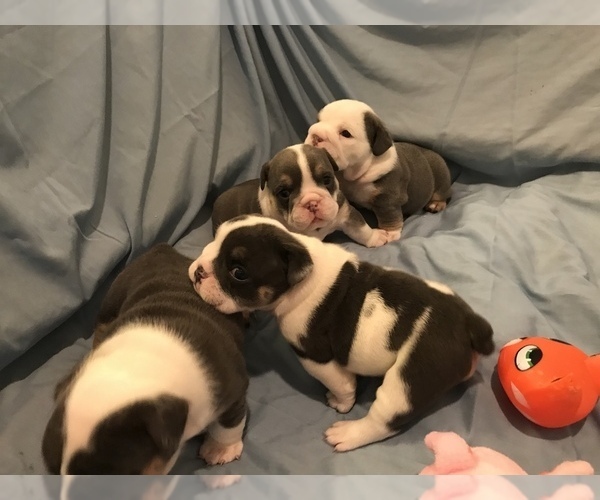 Medium Photo #26  Breeder Profile in KEENESBURG, CO, USA