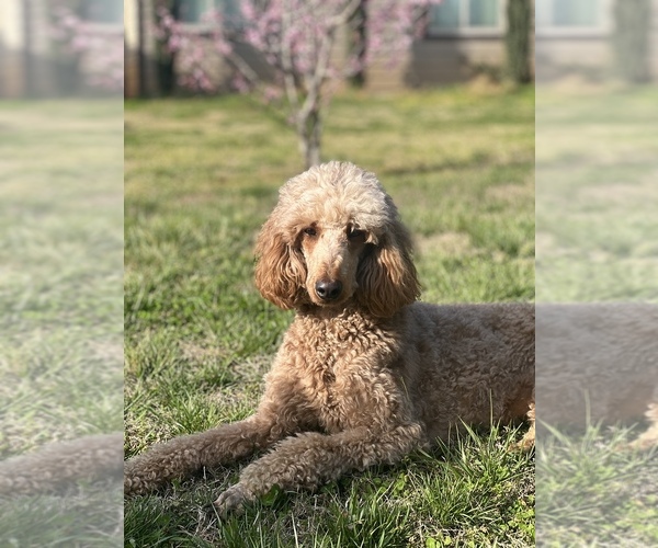 Medium Photo #1  Breeder Profile in LANCASTER, SC, USA