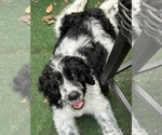 Small #1 Breeder Profile image