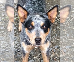 Main photo of Australian Cattle Dog Dog Breeder near RANDOLPH, VT, USA