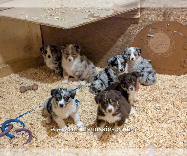 Medium Photo #31  Breeder Profile in GEORGETOWN, TN, USA