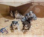 Small #30 Breeder Profile image