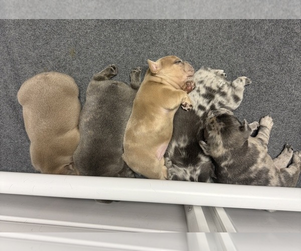 Medium Photo #1  Breeder Profile in BRUNSWICK, MO, USA