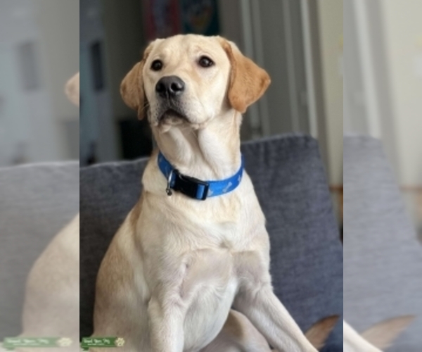 Medium Photo #1  Breeder Profile in WAKE FOREST, NC, USA