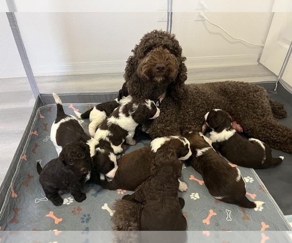Medium Photo #1  Breeder Profile in ORLANDO, FL, USA