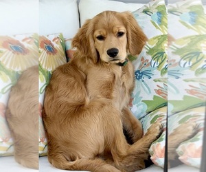 Golden Cocker Retriever Dog Breeder near FORT COLLINS, CO, USA