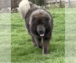 Small #111 Breeder Profile image