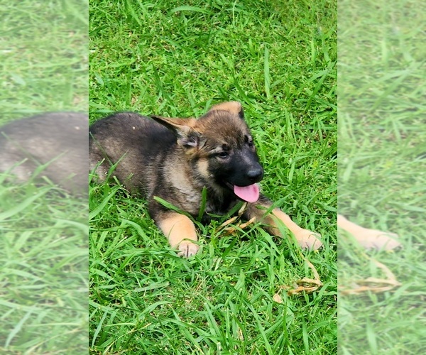Medium Photo #35  Breeder Profile in HUMBOLDT, TN, USA