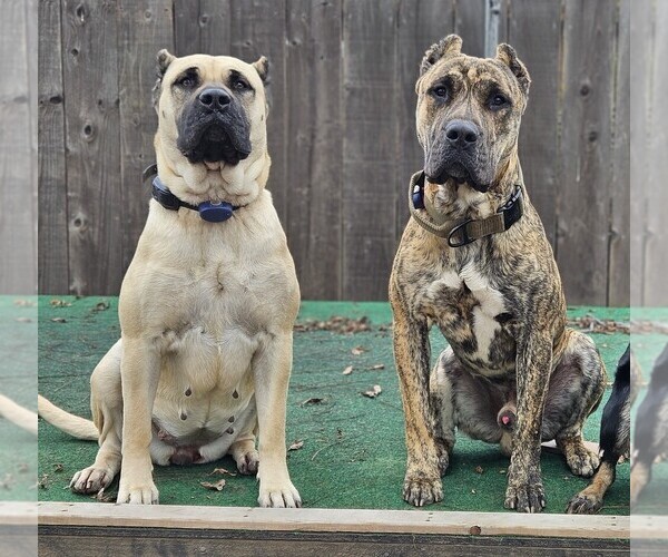 Medium Photo #1  Breeder Profile in OAKLEY, CA, USA
