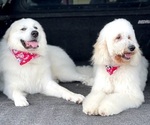 Small Photo #1  Breeder Profile in FORT DRUM, NY, USA