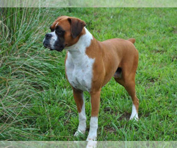 Medium Photo #1  Breeder Profile in HOUSTON, MO, USA