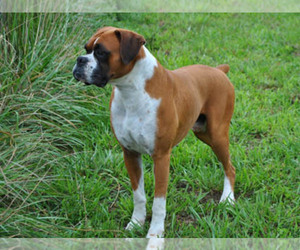 Boxer Dog Breeder near HOUSTON, MO, USA