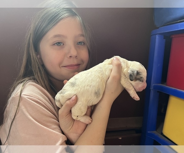 Medium Photo #6  Breeder Profile in CONNEAUT, OH, USA