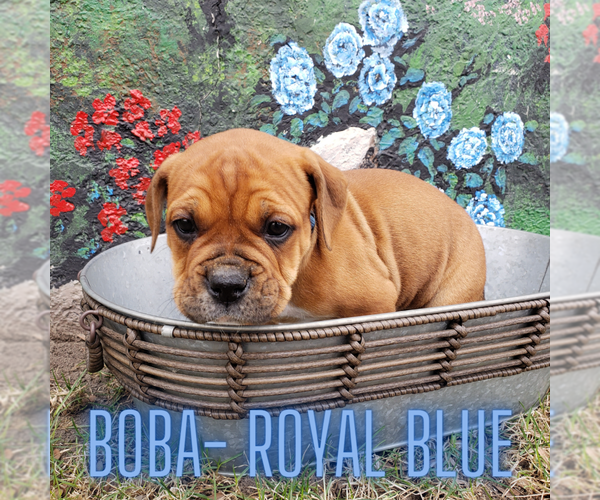 Medium Photo #3  Breeder Profile in FORSYTH, MT, USA