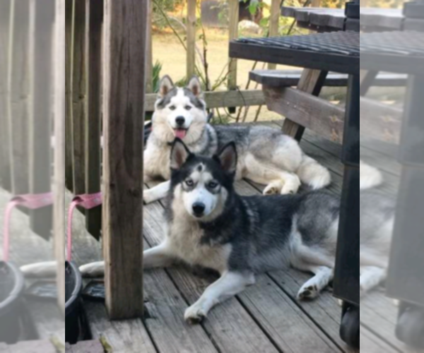 Medium Photo #1  Breeder Profile in BROXTON, GA, USA