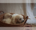 Small #26 Breeder Profile image