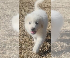 Great Pyrenees Dog Breeder near TEXARKANA, AR, USA