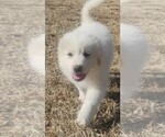 Small breeder photo