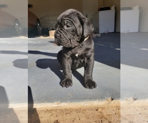 Cane Corso Dog Breeder near LITHONIA, GA, USA