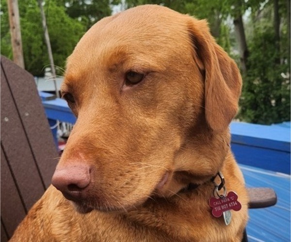 Medium Photo #6  Breeder Profile in BUFFALO, NY, USA