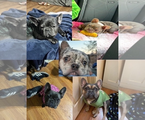 Medium Photo #1  Breeder Profile in MARICOPA, AZ, USA