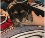 Small #42 Breeder Profile image