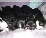 Small #42 Breeder Profile image