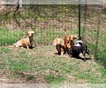 Small breeder photo