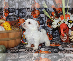 Small #96 Breeder Profile image