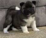 Small breeder photo