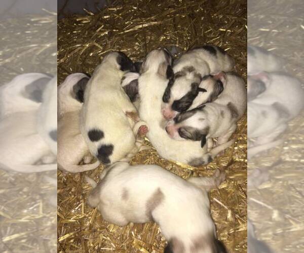 Medium Photo #1  Breeder Profile in BREMEN, KY, USA
