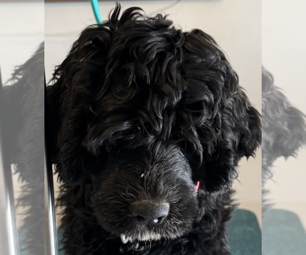 Medium Photo #1  Breeder Profile in LEBANON, IN, USA