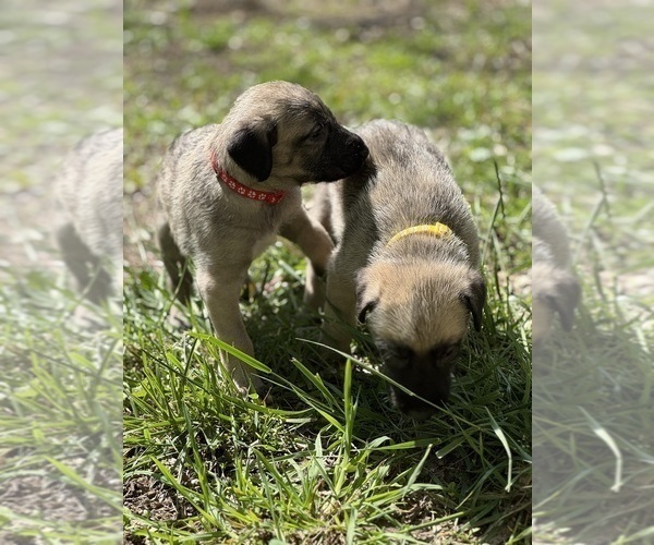 Medium Photo #9  Breeder Profile in HUSTONVILLE, KY, USA