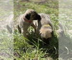 Small #8 Breeder Profile image