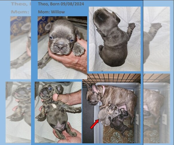 Medium Photo #11  Breeder Profile in BASTROP, TX, USA