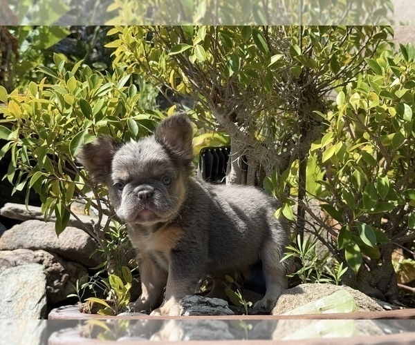 Medium Photo #10  Breeder Profile in LAKEWOOD RANCH, FL, USA