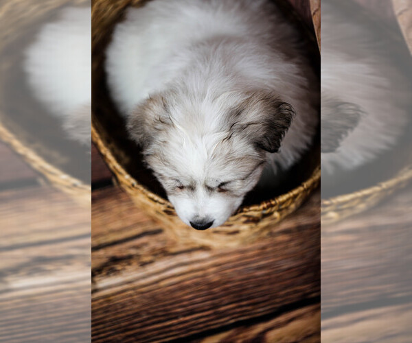 Medium Photo #10  Breeder Profile in POWDER SPRINGS, GA, USA