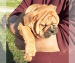 Small Photo #4  Breeder Profile in GREEN FOREST, AR, USA
