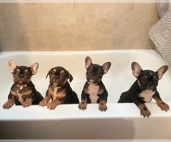 Medium Photo #1  Breeder Profile in FRESNO, CA, USA