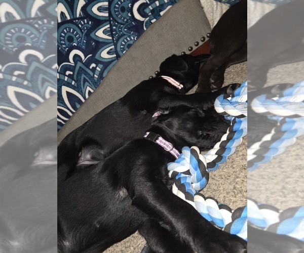 Medium Photo #7  Breeder Profile in COEUR D ALENE, ID, USA
