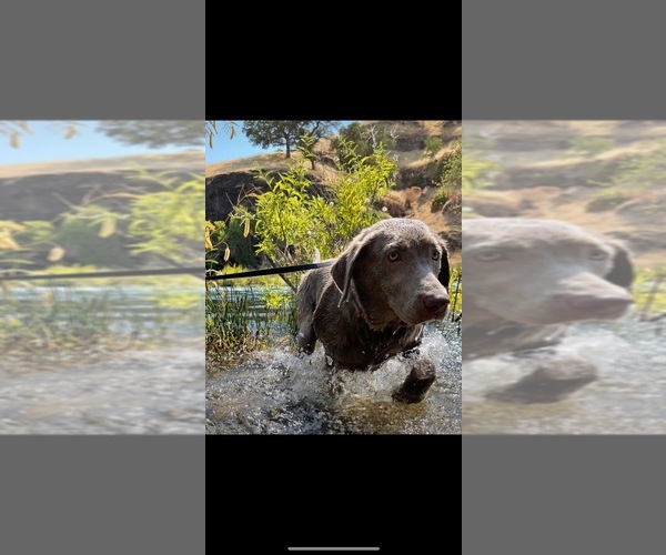 Medium Photo #1  Breeder Profile in SALIDA, CA, USA